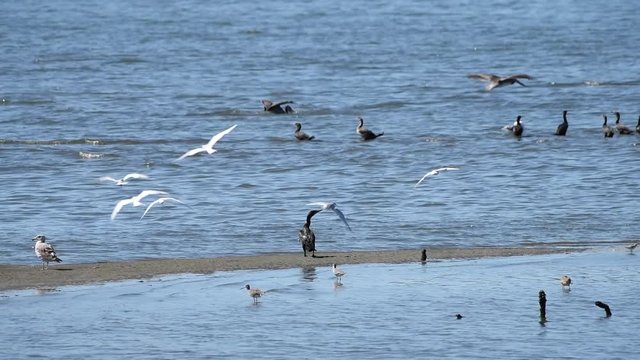 HD Video of many sandpipers, terns, cormorants and gulls foraging for food in the shallow coastal waters and along shore. 