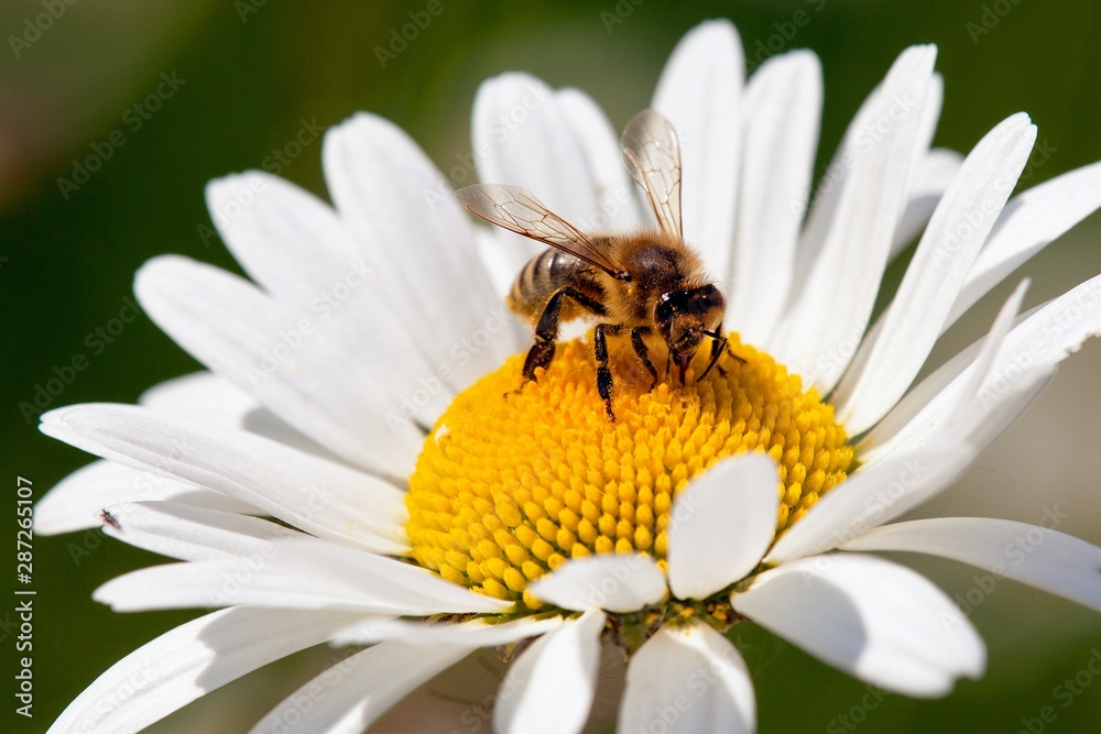 Wall mural bee or honeybee on white flower of common  daisy