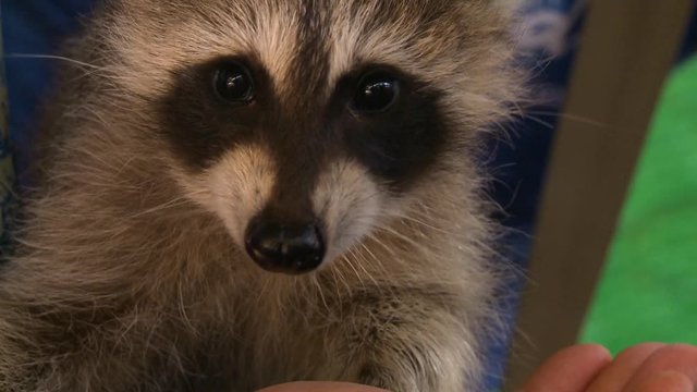 Handheld, close up shot of a young racoon eating from a person's hand.
