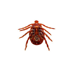Encephalitis Virus or Lyme Borreliosis Disease or Monkey Fever Infectious Dermacentor Tick Arachnid Parasitic Insect Macro Isolated on White Background