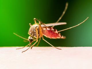 Encephalitis, Yellow Fever, Malaria Disease, Mayaro or Zika Virus Infected Culex Mosquito Parasite Insect Macro on Green Background