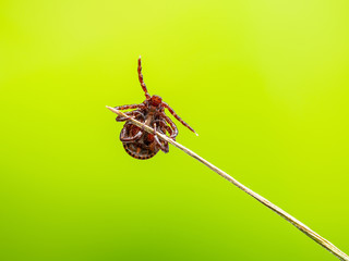 Encephalitis Virus or Lyme Borreliosis Disease or Monkey Fever Infectious Dermacentor Tick Arachnid Parasite Insect on Green Background Macro