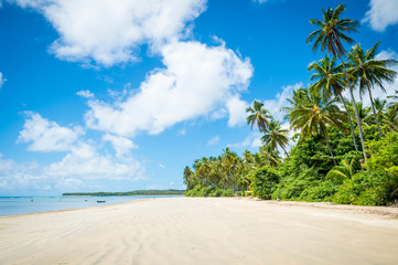 Palm trees swaying along an empty tropical Brazilian island beach on a remote island in Bahia, Brazil