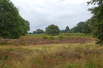 Heidelandschaft in der Wahner Heide