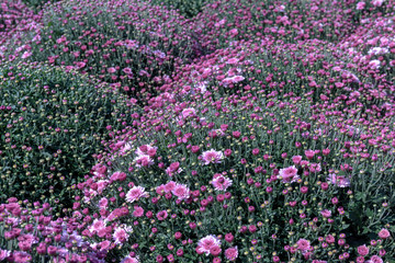 Fototapeta premium Many large flowering bushes of pink chrysanthemum with buds on green stems grow in the form of balls in the city Park