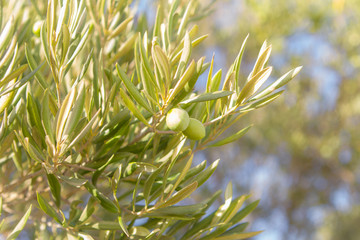 Olives growing in olive tree. spanish olive oil