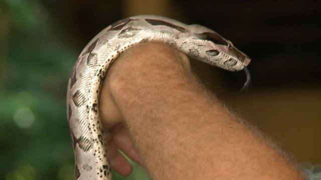 Handheld, close up shot of a python on a person's arm.