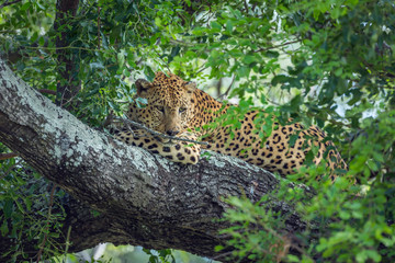 Leopard in Kruger National park, South Africa