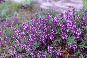 Purple flowers of thyme grow on a plot of land with green grass