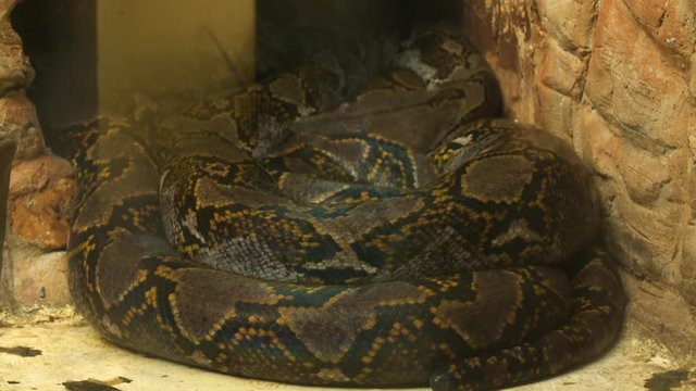 Handheld, medium close up shot of a boa constrictor coiled up in a corner.