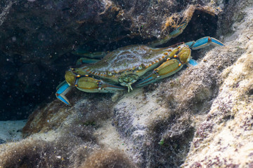 A wary Blue Crab (Callinectes sapidus) scours the bottom of a sandy beach in shallow water searching for food. The Blue Crab is economically important along the east coast of the U.S.
