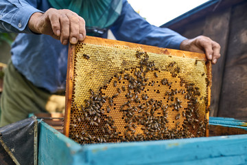 Process of harvesting honey from wooden beehive outdoors