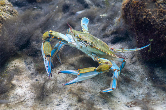 A wary Blue Crab (Callinectes sapidus) scours the bottom of a sandy beach in shallow water searching for food. The Blue Crab is economically important along the east coast of the U.S.