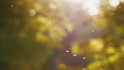 Blurry flies, pollen and dust slowly flying in summer air at autumn trees in background, slow motion