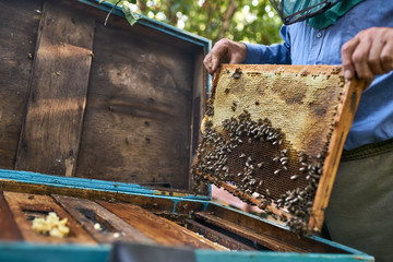 Process of harvesting honey from wooden beehive outdoors