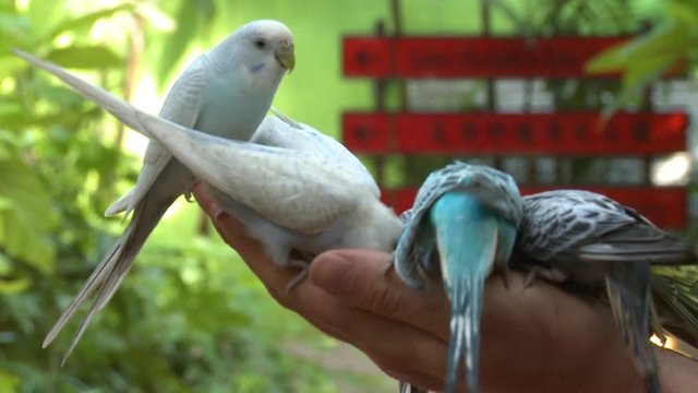 Handheld, medium close up shot of multiple parakeets on a person's arm.