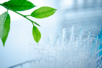 water drop from leaf and laboratory for natural chemistry concept