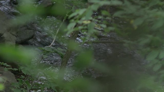 森と沢の流れ