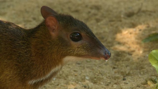 Steady, close up shot of a chevrotain with a snotty nose.