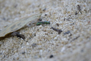 caribe colombiano tayrona