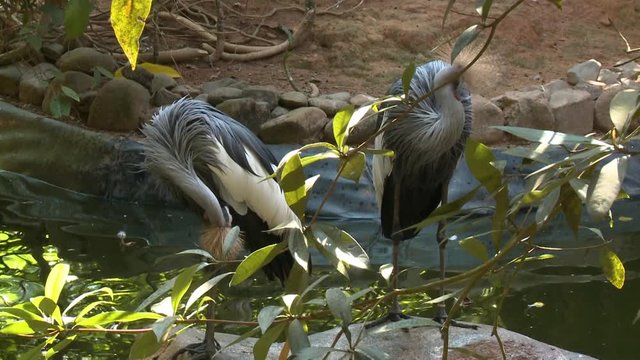 Handheld, medium close up shot of two black crowned cranes.