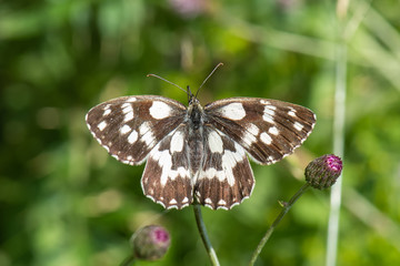 butterfly on flower