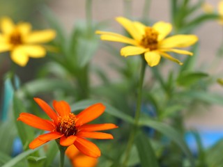 ヒャクニチソウの花