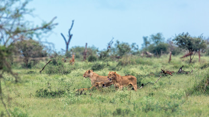 Obraz na płótnie Canvas African lion in Kruger National park, South Africa