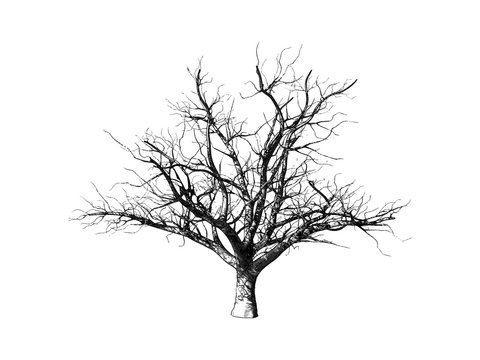 Engraved winter dry tree isolated on white BG