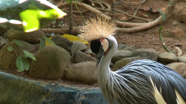 Handheld, medium close up shot of a black crowned crane with a fuzzy head.