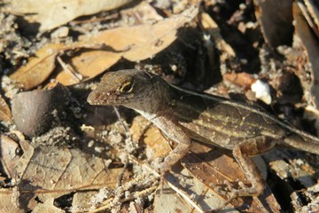 Brown anole lizard in Florida wild, closeup