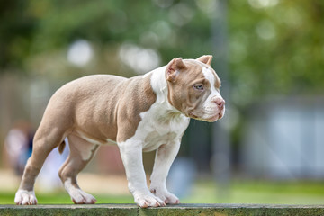 Beautiful puppy American bull in the park, copy space.
