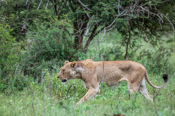 African lion in Kruger National park, South Africa