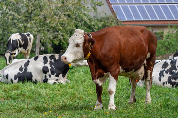 Fototapeta na wymiar Brown-white dairy cow on a meadow of the farm