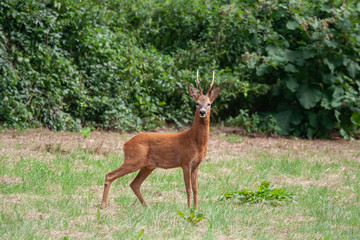 Beautiful wild roebuck on a meadow near the forest