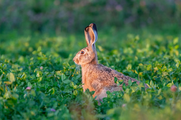 European Hare sitting in a clover field just minutes before sunset