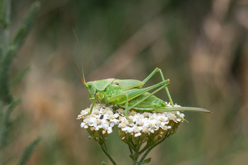 grasshopper on leaf