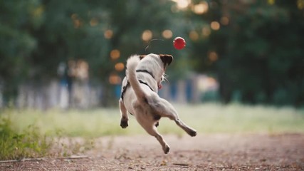 Young woman playing with dog jack russel terrier in park during beautiful sunset. Dog trying to catch the ball, super slow motion, low angle view