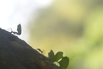 caribe colombia
