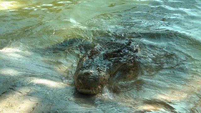 Handheld, medium close up shot of a saltwater crocodile half-heartedly biting at a fish on a string.