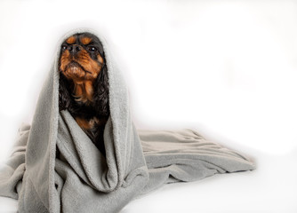 Adorable dog wrapped in a blanket. Isolated on white background. Cavalier King Charles Spaniel.