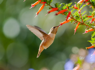Fototapeta premium Młody Rufous Hummingbird (Selasphorus rufus) pije nektar z kufei