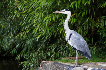 Grey Heron on the canal. Her Latin name is Ardea cinerea.