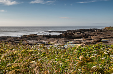 Seascape with rocky shore and wildflowers, Yachats Oregon