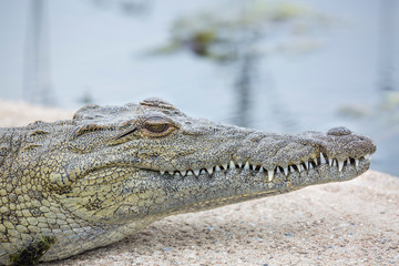 Nile crocodile in Kruger National park, South Africa