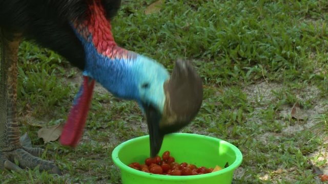 Handheld, close up shot of a cassowary eating cherry tomatoes from a neon green bowl.