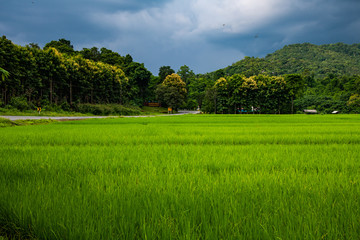 Rice field with rain cloud in Phayao province