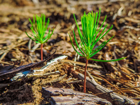 tree seedlings