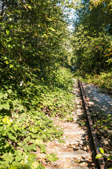 Fototapeta premium a channel formed out of dense green bushes on top of an abandoned railway tracks on a sunny day