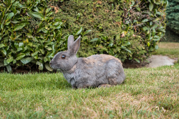 Naklejka na ściany i meble one grey rabbit laying on the green grass field by the bushes